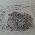 Puffin Chick.jpg