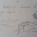 Puffin Fledgling.jpg