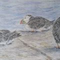 Puffins - Pencil, Watercolour Pencil, Pen on Paper, 59cm X 42cm approx, 2020.